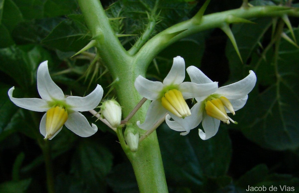 Solanum capsicoides All.